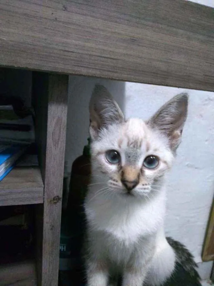 Gato ra a SRD idade 2 a 6 meses nome Ainda sem nome