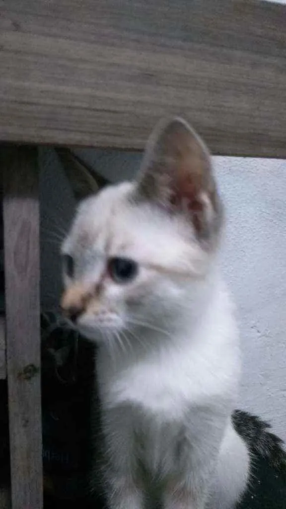 Gato ra a SRD idade 2 a 6 meses nome Ainda sem nome