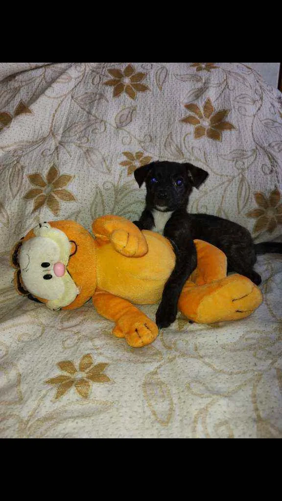 Cachorro ra a SRD idade 2 a 6 meses nome Sandy 