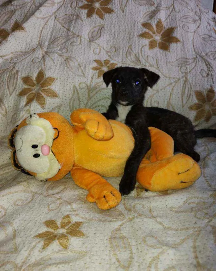 Cachorro ra a SRD idade 2 a 6 meses nome Sandy 