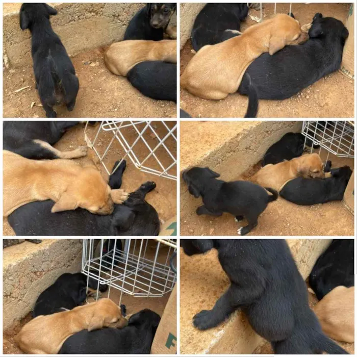 Cachorro ra a SRD idade 2 anos nome Sissi