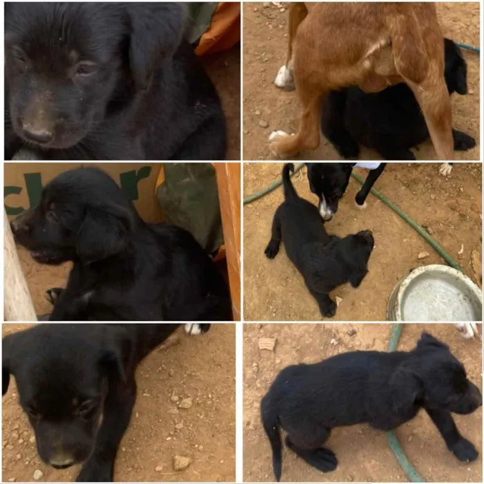 Cachorro ra a SRD idade 2 anos nome Sissi