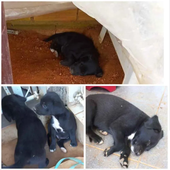 Cachorro ra a SRD idade 2 anos nome Sissi