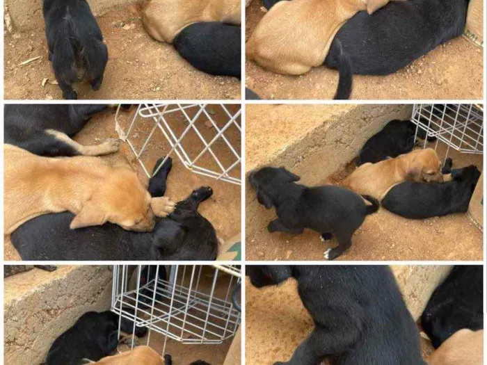 Cachorro ra a SRD idade 2 anos nome Sissi