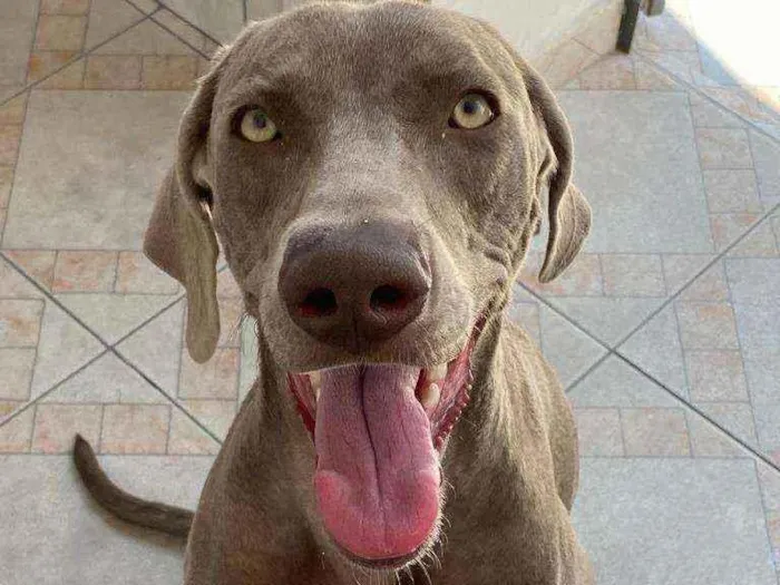 Cachorro caramelo sorrindo com língua de fora