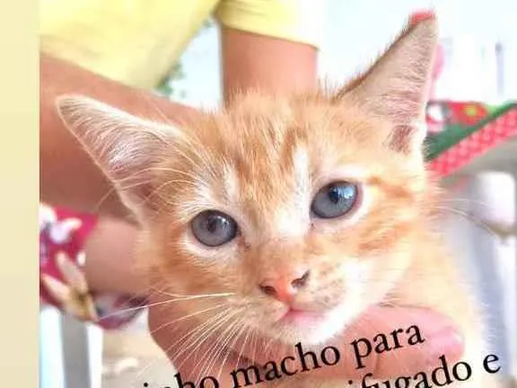 Gato ra a Indefinido  idade Abaixo de 2 meses nome Lulu