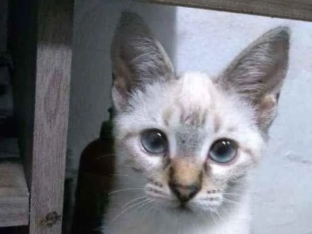 Gato ra a SRD idade 2 a 6 meses nome Ainda sem nome