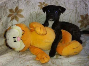 Cachorro raça SRD idade 2 a 6 meses nome Sandy 