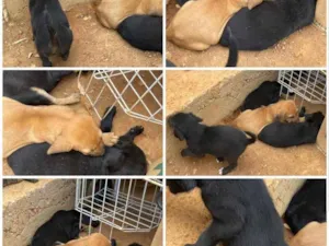 Cachorro raça SRD idade 2 anos nome Sissi