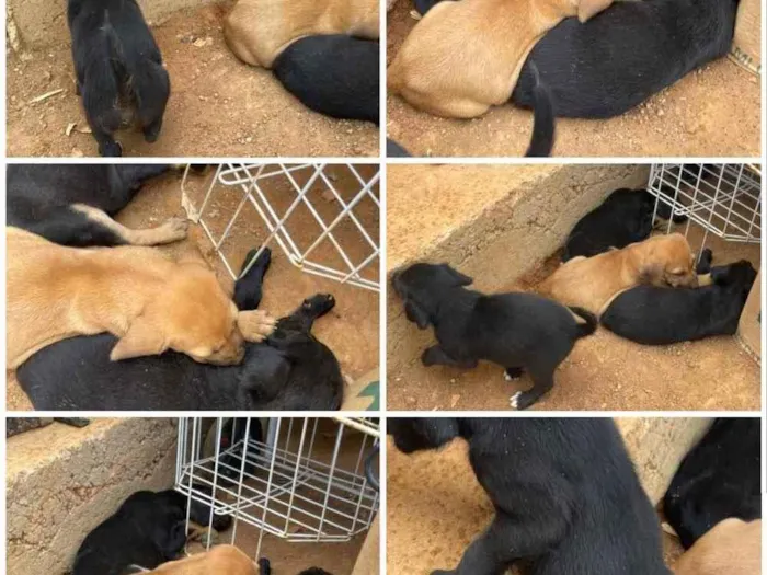 Cachorro ra a SRD idade 2 anos nome Sissi