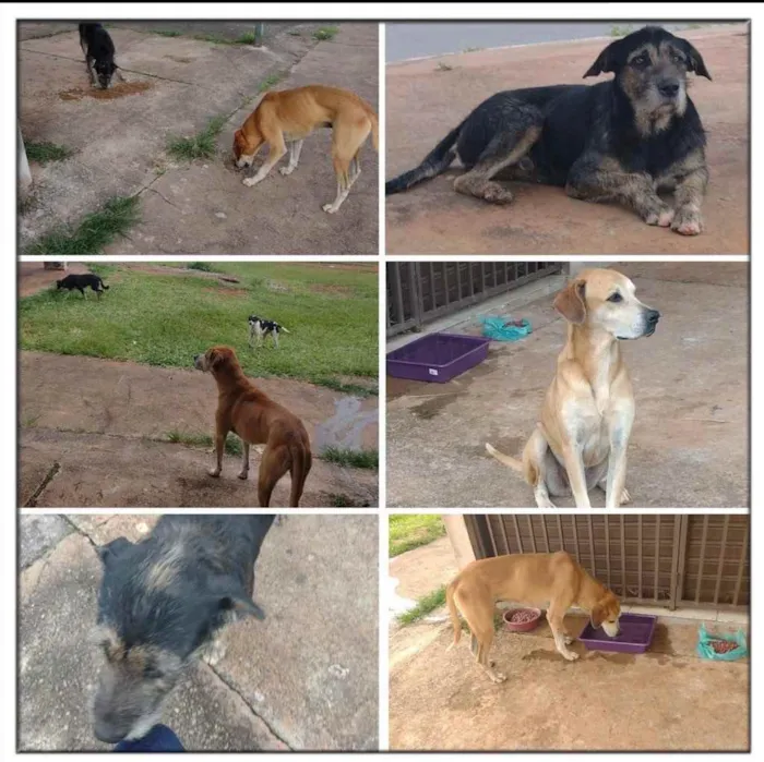 Cachorro ra a srd idade 3 anos nome Gru e Ryu