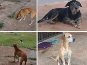 Cachorro raça srd idade 3 anos nome Gru e Ryu