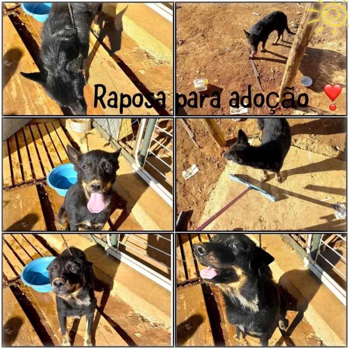 Cachorro ra a  idade 2 anos nome Raposa