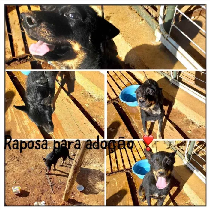 Cachorro ra a  idade 2 anos nome Raposa