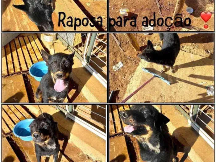 Cachorro ra a  idade 2 anos nome Raposa
