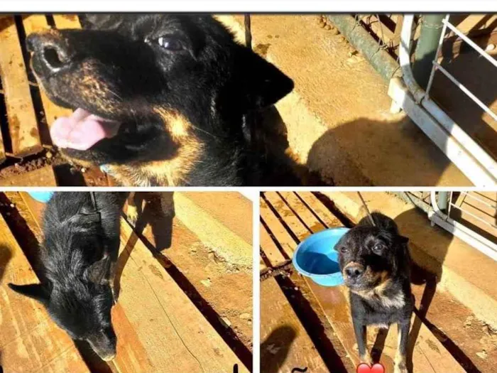 Cachorro ra a  idade 2 anos nome Raposa