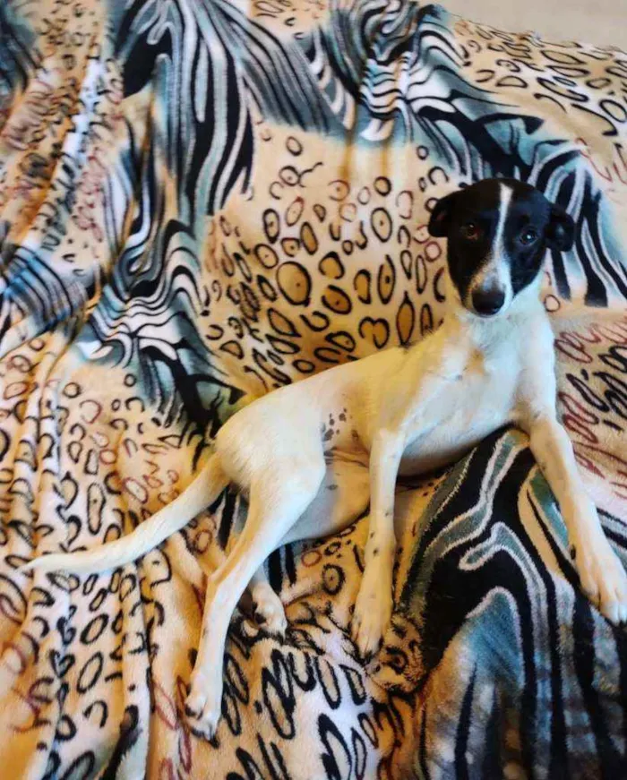Cachorro ra a SRD idade 1 ano nome Cidinha