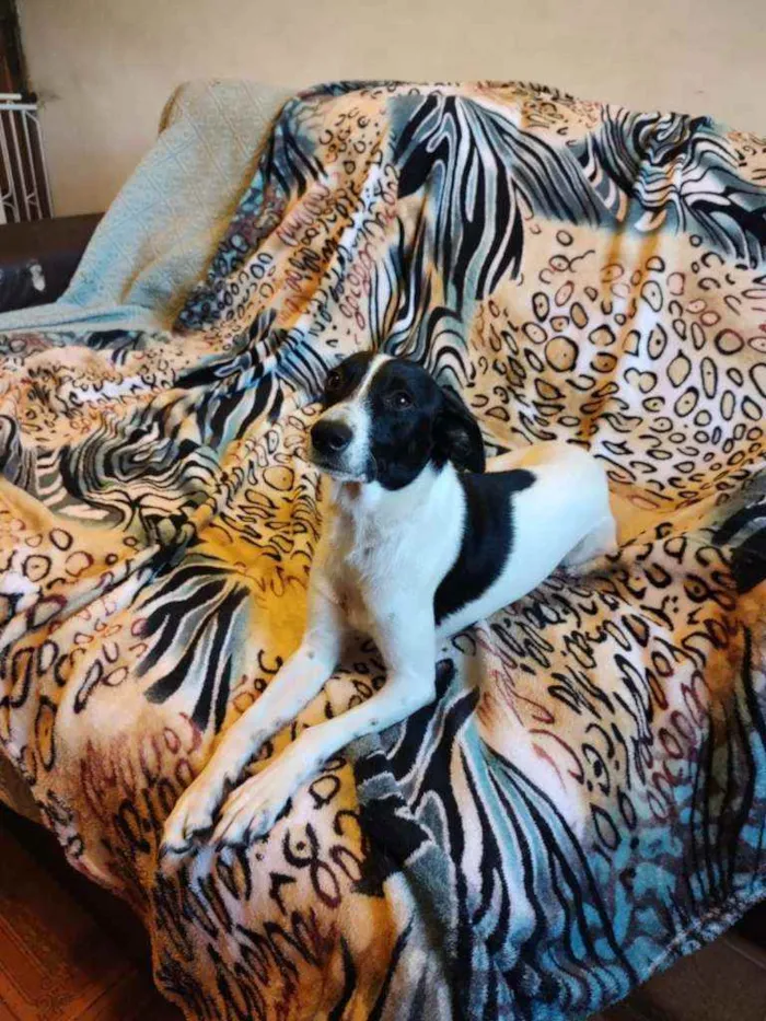 Cachorro ra a SRD idade 1 ano nome Cidinha