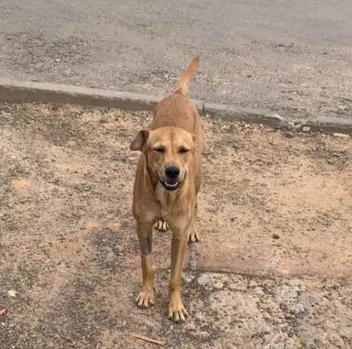 Cachorro ra a Indefinida idade 7 a 11 meses nome Mingau