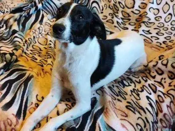Cachorro ra a SRD idade 1 ano nome Cidinha