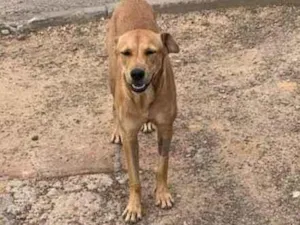 Cachorro raça Indefinida idade 7 a 11 meses nome Mingau