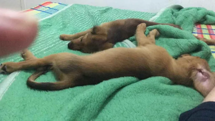 Cachorro ra a Desconhecida idade 2 a 6 meses nome Ygor e Emma