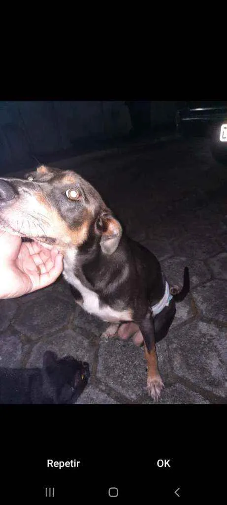 Cachorro ra a Sem Raça Definida idade 2 anos nome Zeus