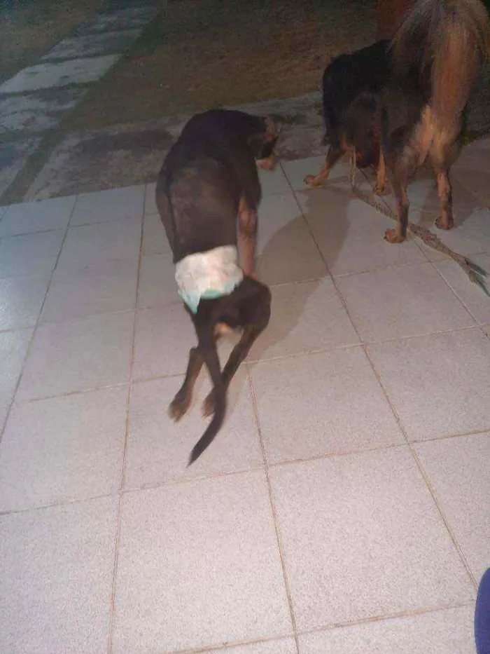 Cachorro ra a Sem Raça Definida idade 2 anos nome Zeus