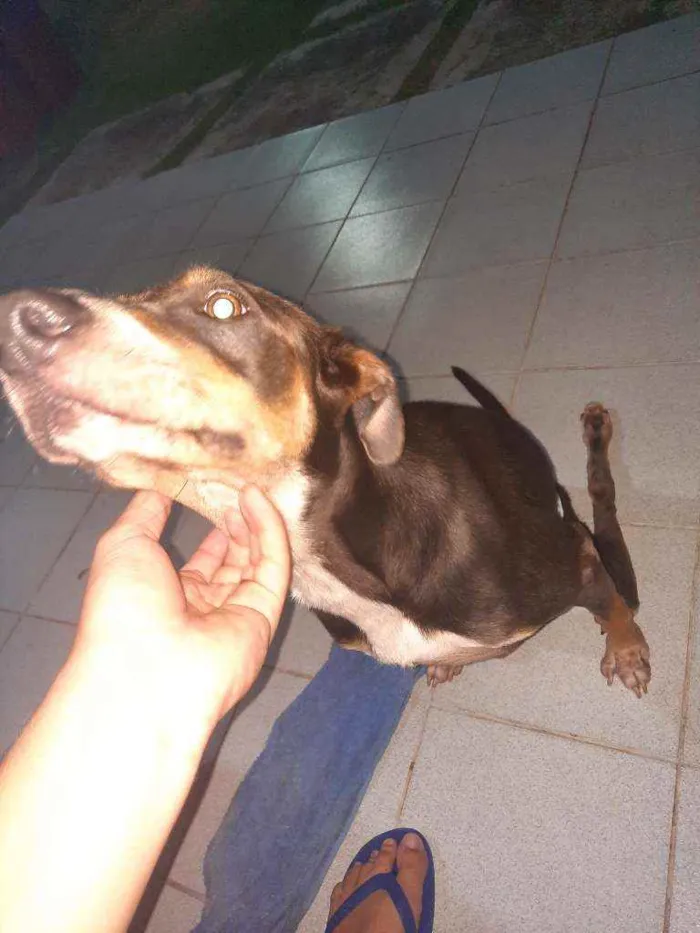 Cachorro ra a Sem Raça Definida idade 2 anos nome Zeus