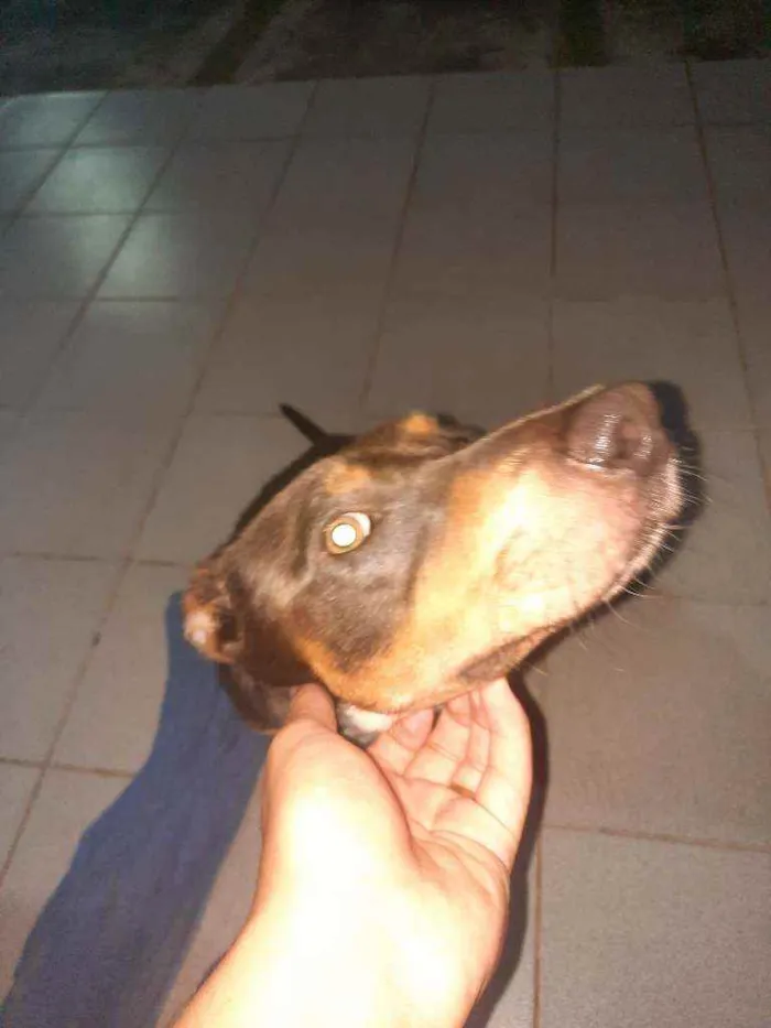 Cachorro ra a Sem Raça Definida idade 2 anos nome Zeus