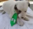 Toy