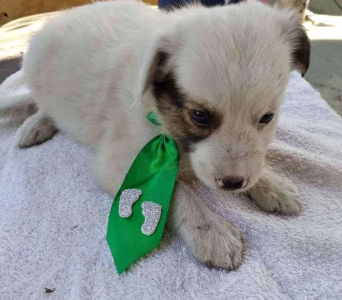 Cachorro ra a SRD idade 2 a 6 meses nome Toy
