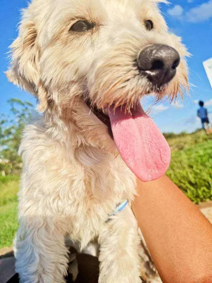 Cachorro ra a Poodle idade 2 anos nome Snoop