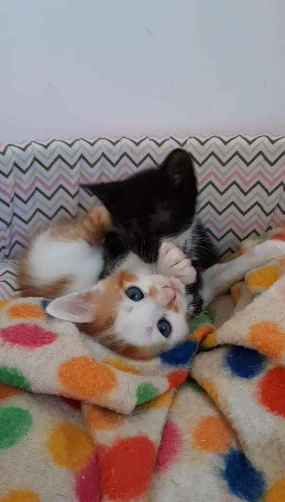 Gato ra a S.R.D. idade Abaixo de 2 meses nome Sushi