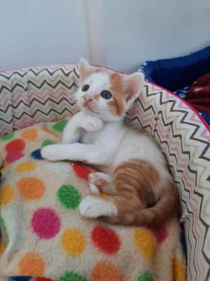 Gato ra a S.R.D. idade Abaixo de 2 meses nome Sushi