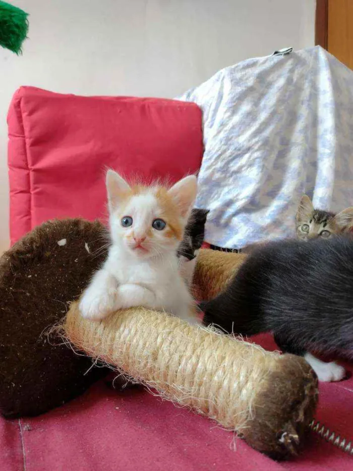 Gato ra a S.R.D. idade Abaixo de 2 meses nome Sushi
