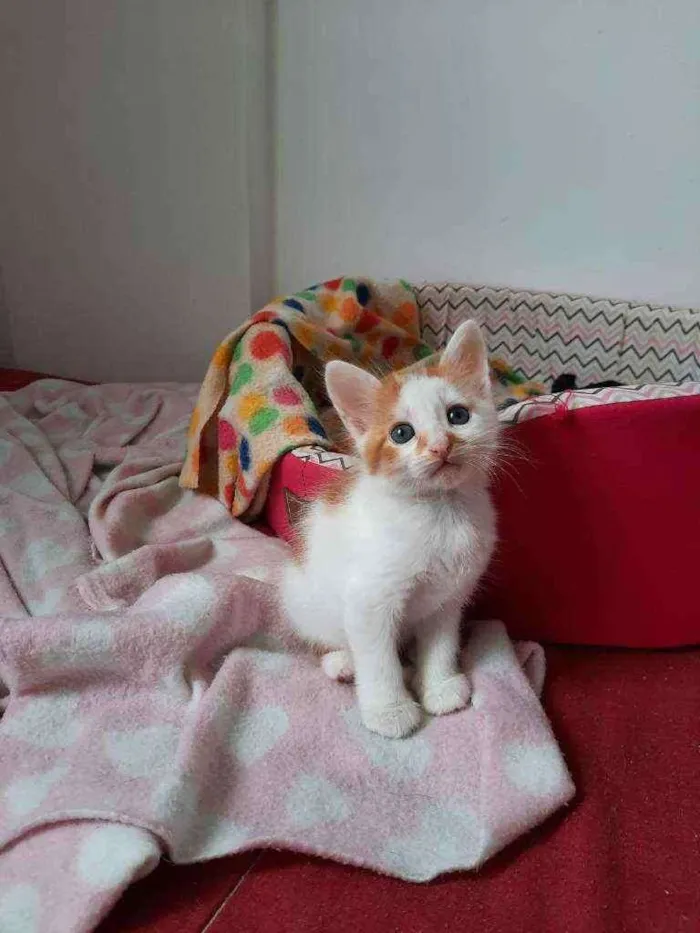 Gato ra a S.R.D. idade Abaixo de 2 meses nome Sushi