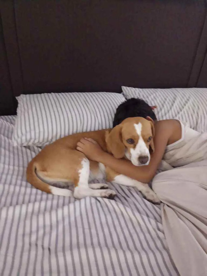 Cachorro ra a Beagle idade 4 anos nome Lucky