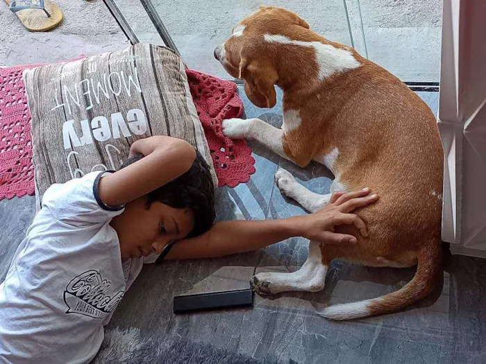 Cachorro ra a Beagle idade 4 anos nome Lucky