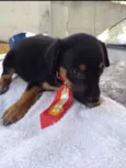 Teddy