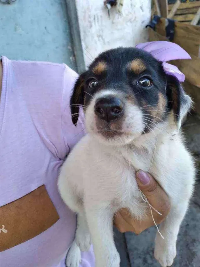 Cachorro ra a SRD idade 2 a 6 meses nome Cristal