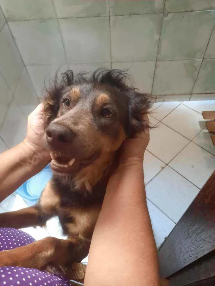 Cachorro ra a Sem Raça Definida idade 2 anos nome Hector