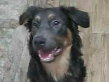 Cachorro ra a Sem Raça Definida idade 2 anos nome Hector