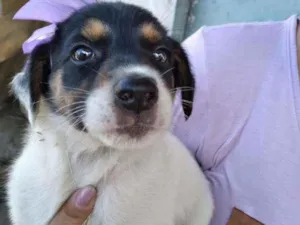 Cachorro raça SRD idade 2 a 6 meses nome Cristal