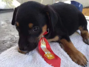 Cachorro raça SRD idade 2 a 6 meses nome Teddy