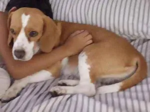 Cachorro raça Beagle idade 4 anos nome Lucky