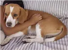 Cachorro raça Beagle idade 4 anos nome Lucky