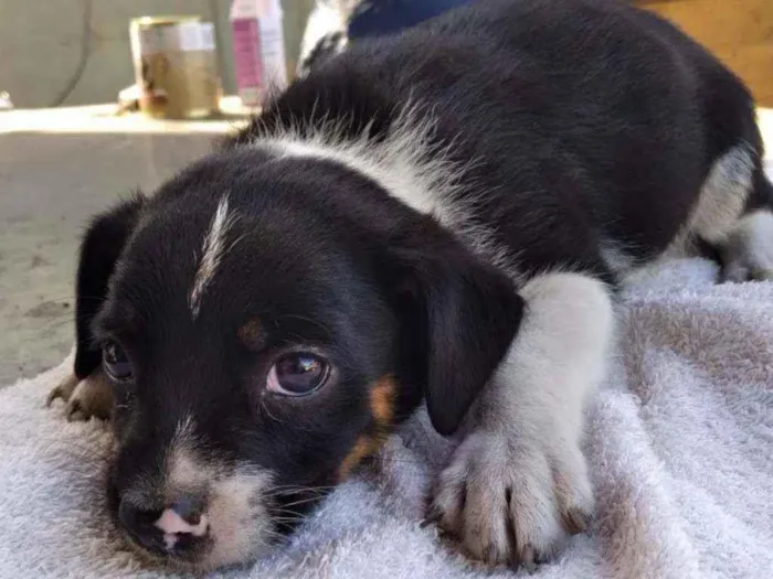 Cachorro ra a SRD idade 2 a 6 meses nome Toby