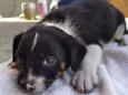 Toby