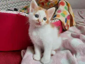Gato raça S.R.D. idade Abaixo de 2 meses nome Sushi